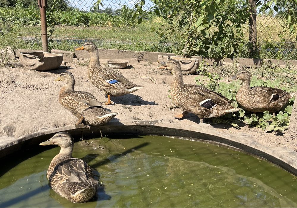 Качки та крижні (не домашні)