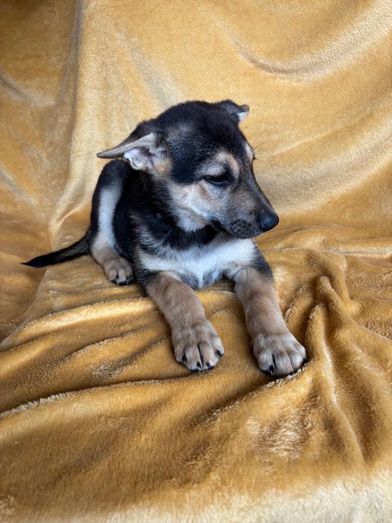 Trzy suki w typie Owczarek Niemiecki ,szukają domów.