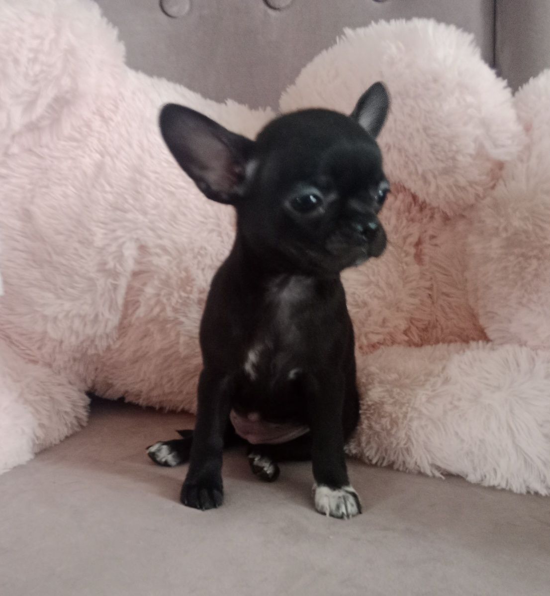 Czarna dziewczynka chihuahua