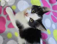 Mały kotek do odbioru kocurek koteczka kotka Maine coon Brytyjski
