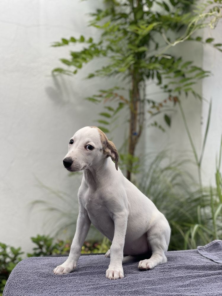 Whippet suczka ZKwP Revirado FCI gotowa do odbioru
