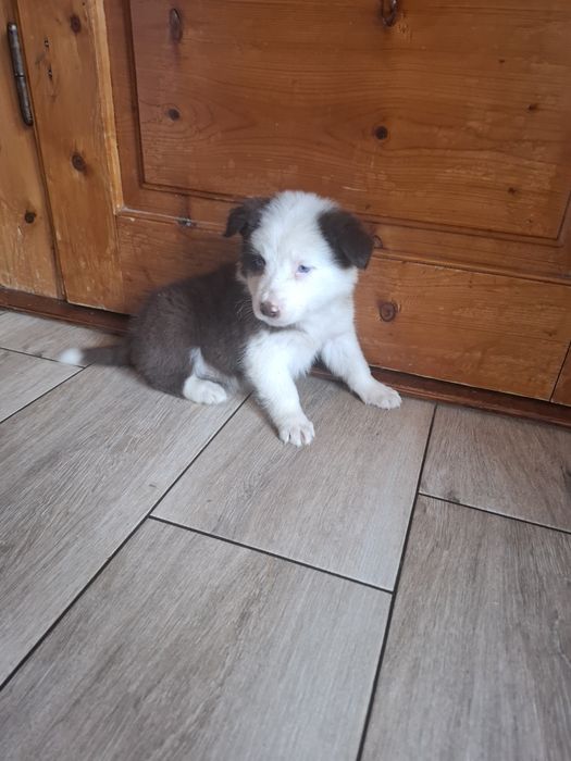 Piesek border collie