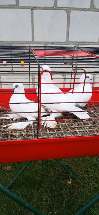 Gołębie różnych ras