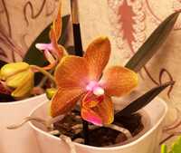 Продам орхідею фаленопсіс ароматна