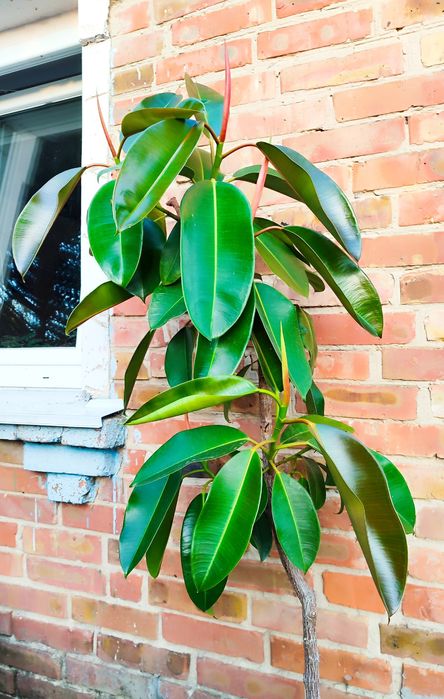 Фікус дерево 1,65 м вазон Еластика декора зелень фикус