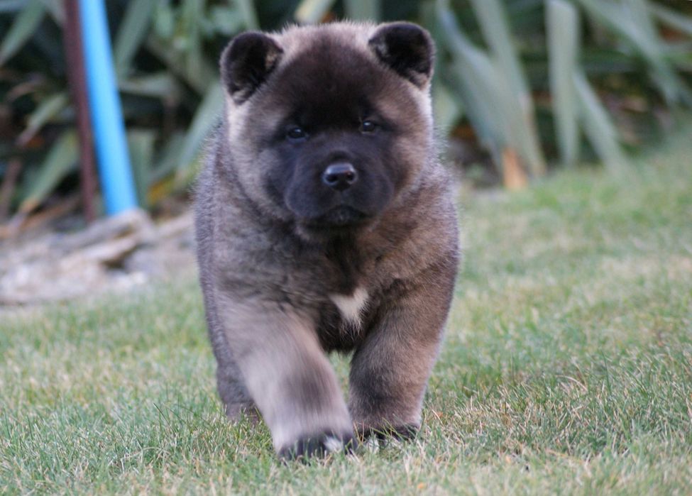 Akita amerykańska sunia RAPI