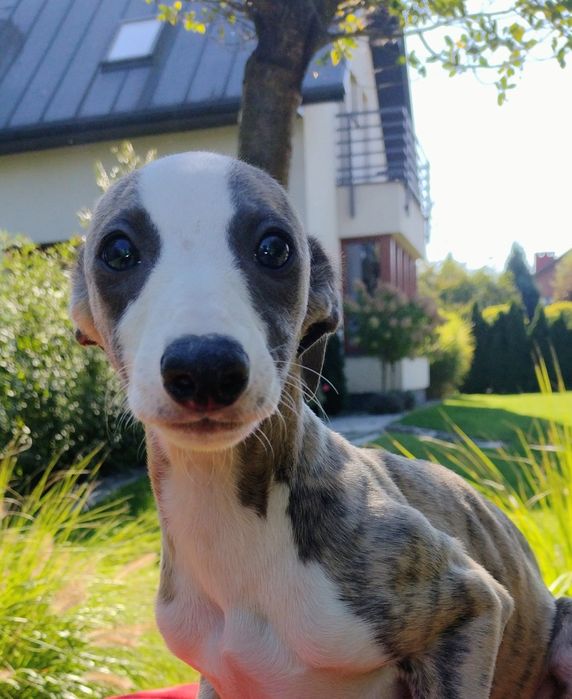 Whippet rodowód ZKwP/FCI