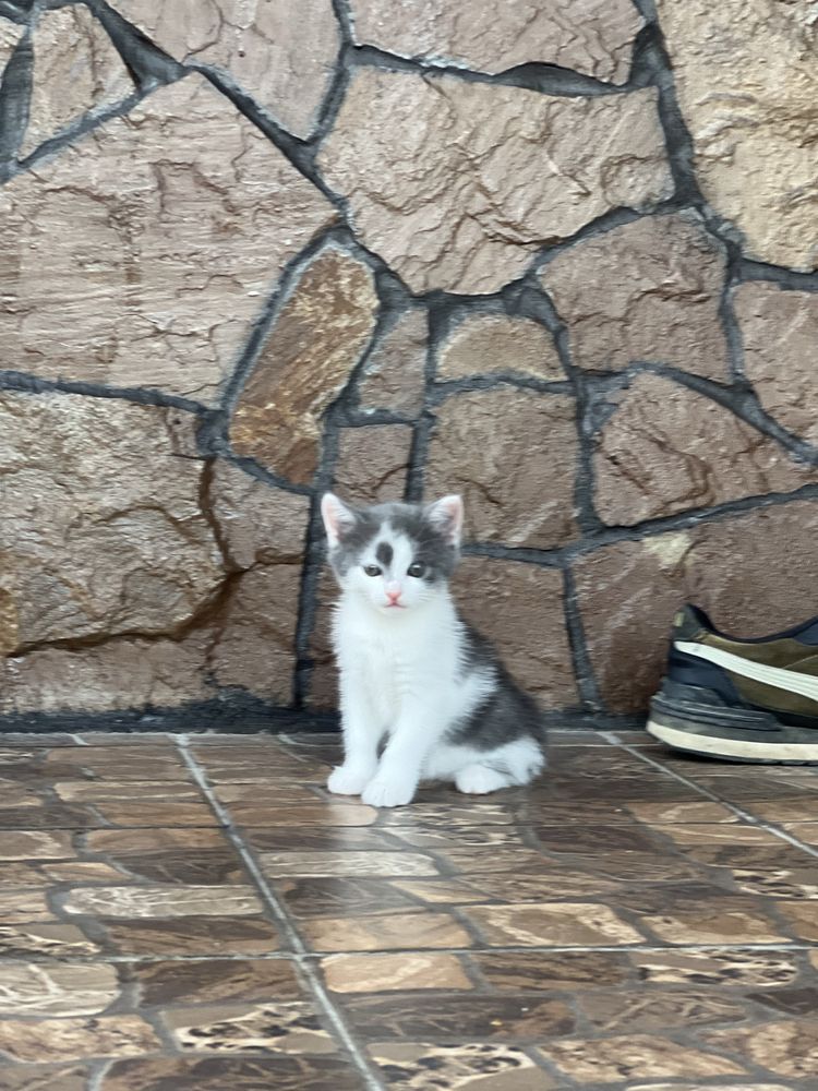 Котик дівчинка біло сірий