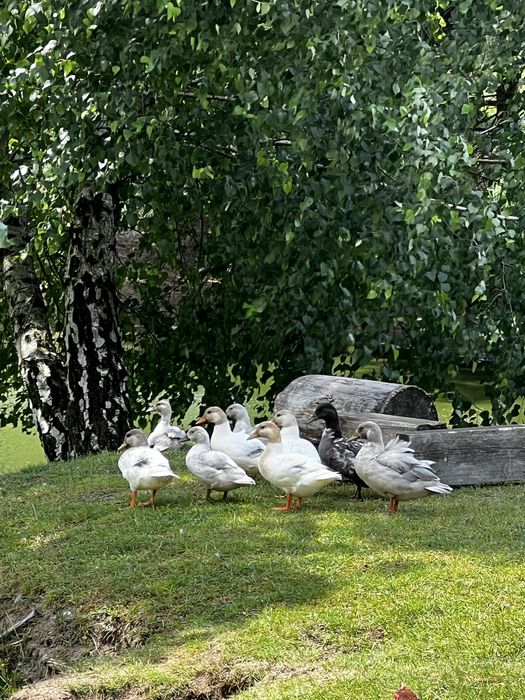 Sprzedam kaczki call duck