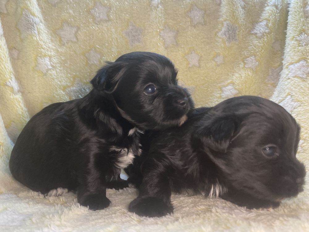 Black Yorkshire Terrier suczka i piesek