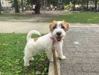 Szorstkowłosa suczka Jack Russell Terrier ZKwP  FCI
