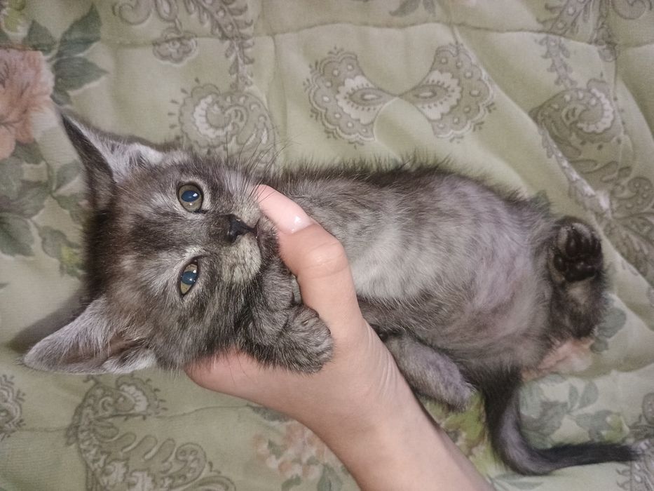 Віддам кішку в добрі руки