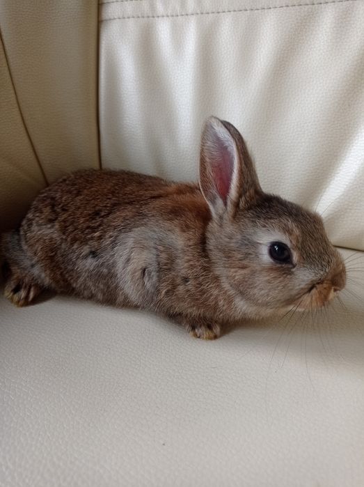 Królik miniaturka.