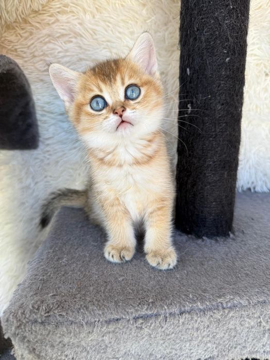Macho British golden