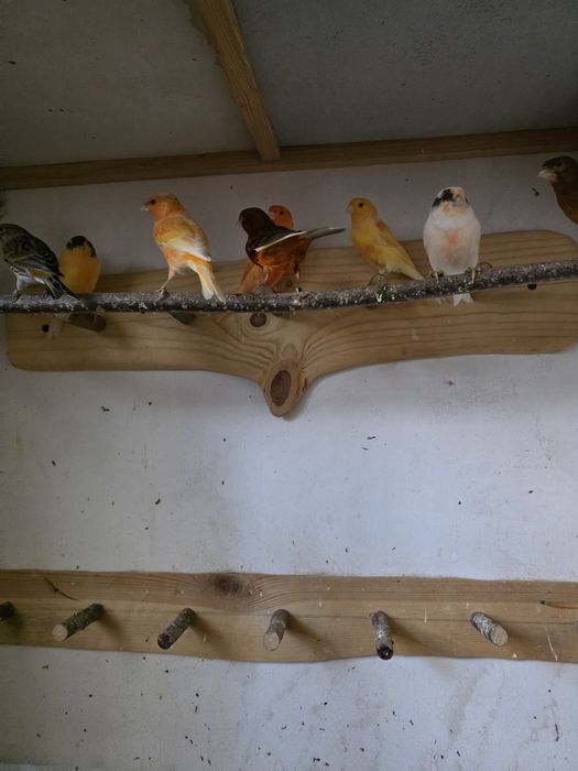 Kanarki samce i samice