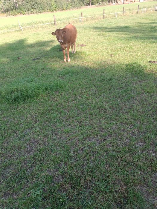 Odsadki LM i MM 5-7 miesięczne