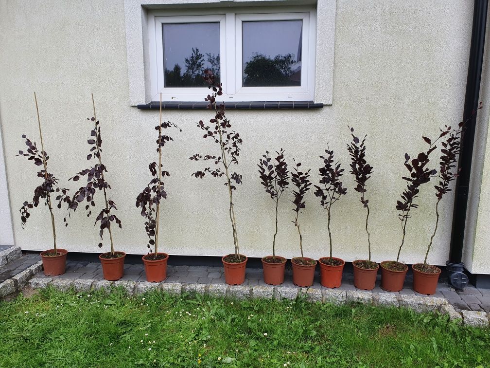 Buk tricolor  purple fountain fagus sylvatica
