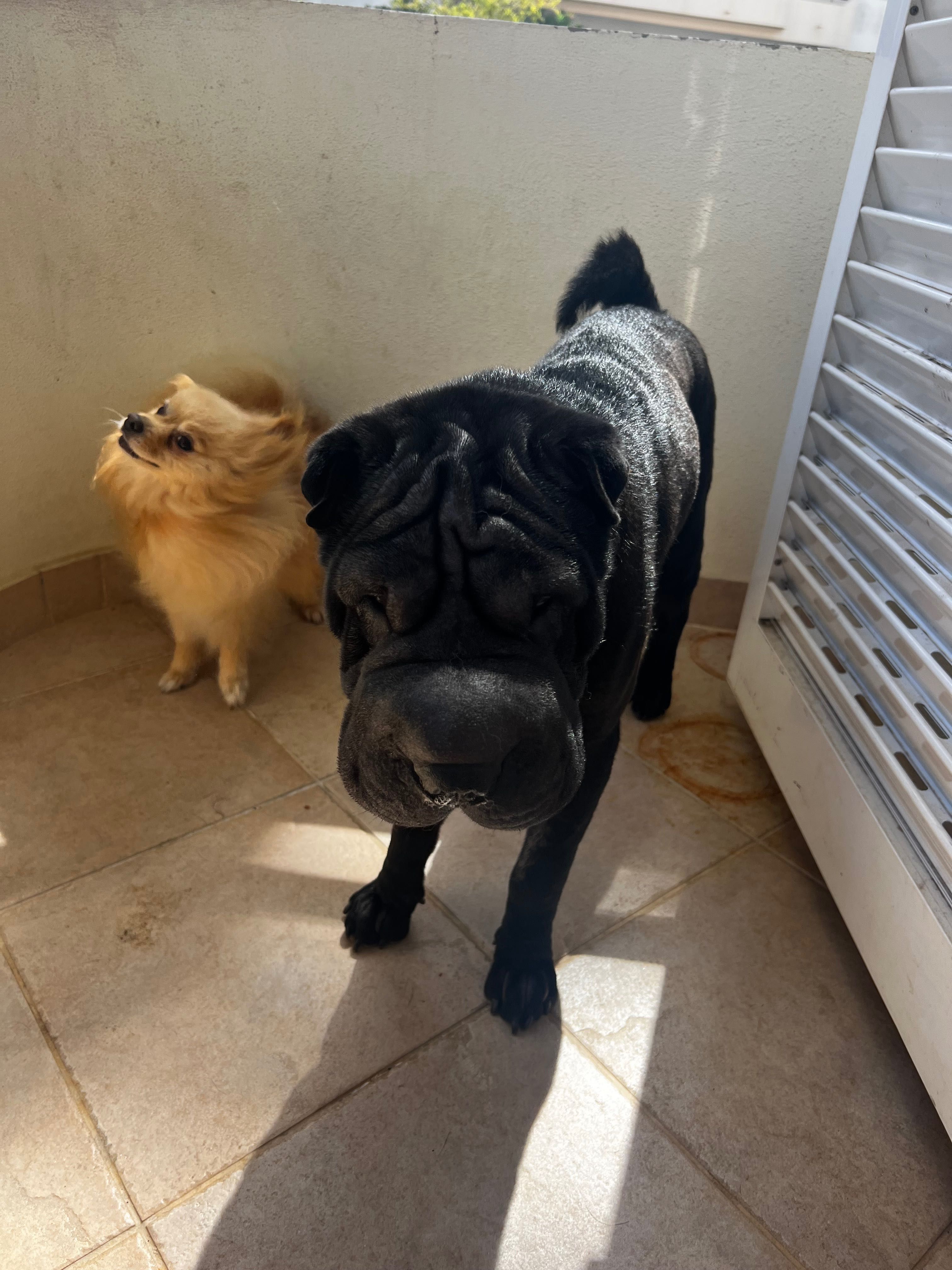 cachorro sharpei