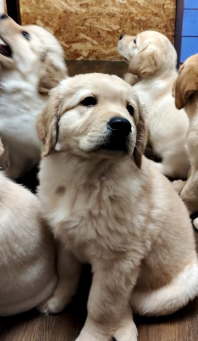 Щенки лабрадора ретривера