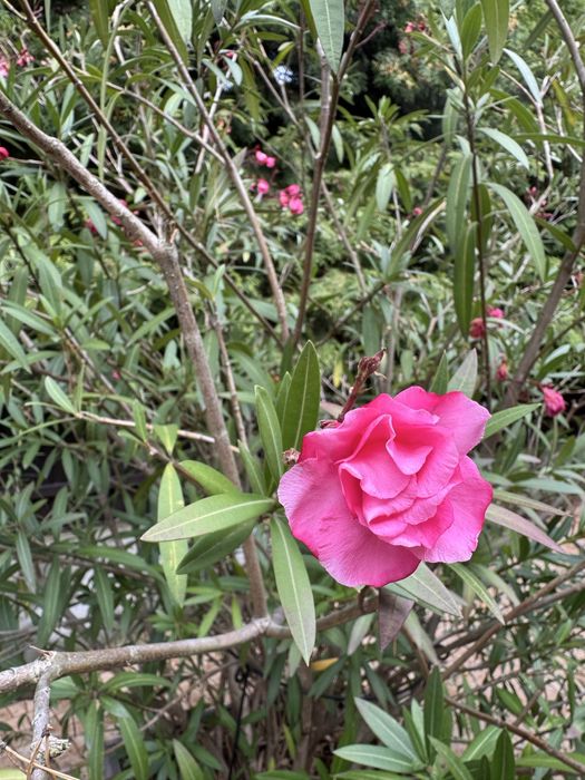 Oleander kwitnący na różowo