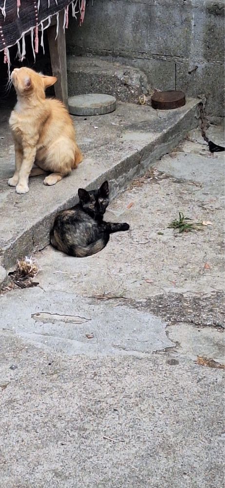 Gatas bebes para adocao responsavel