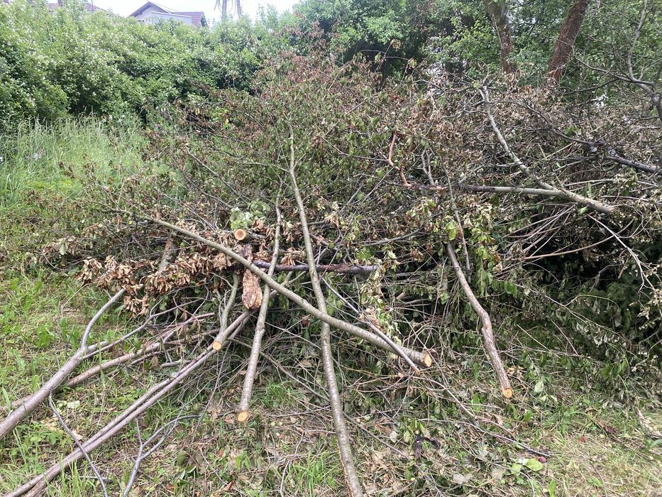 oddam drzewo za darmo