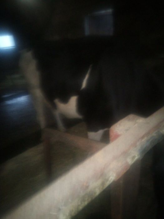 Продам молоду добру корову