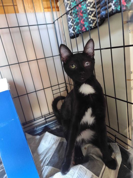 Gato bebé para adoção consciente