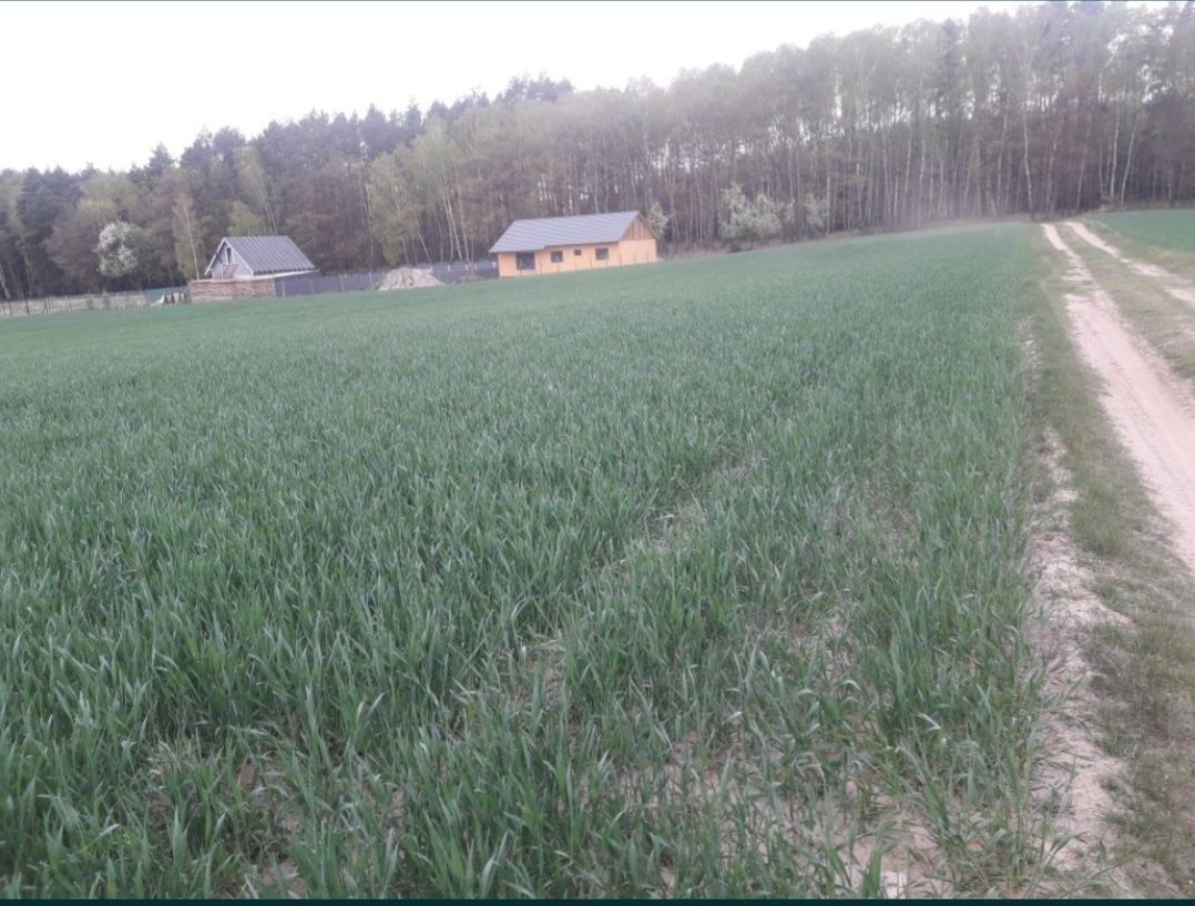 Sprzedam działkę Potrzanowo, Budziszewice