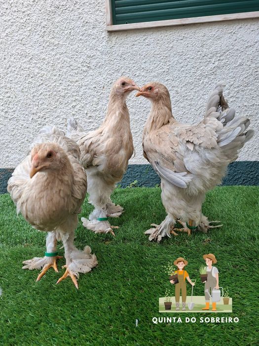Brahma Perdiz e Isabella