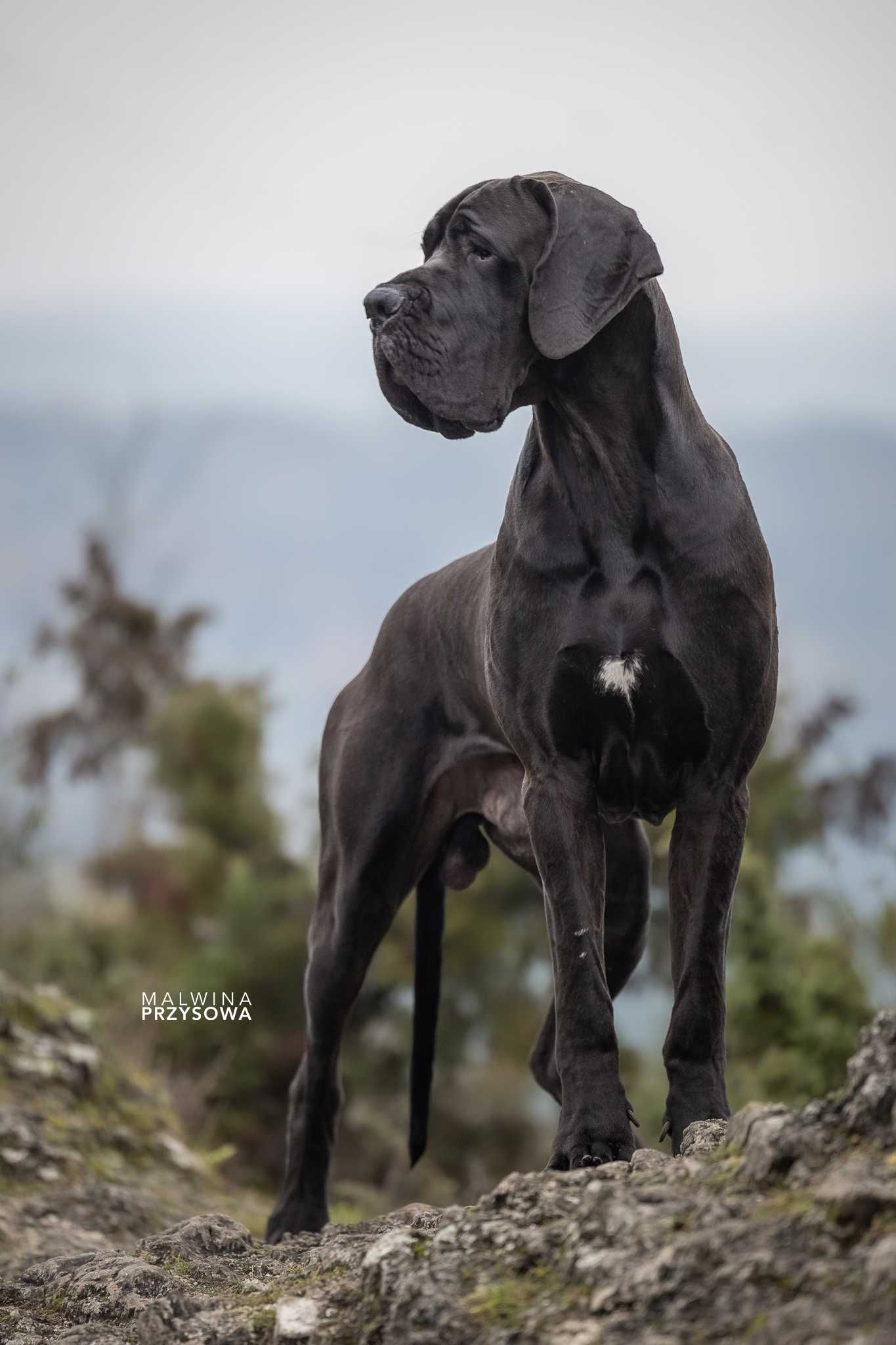 Dog niemiecki czarny