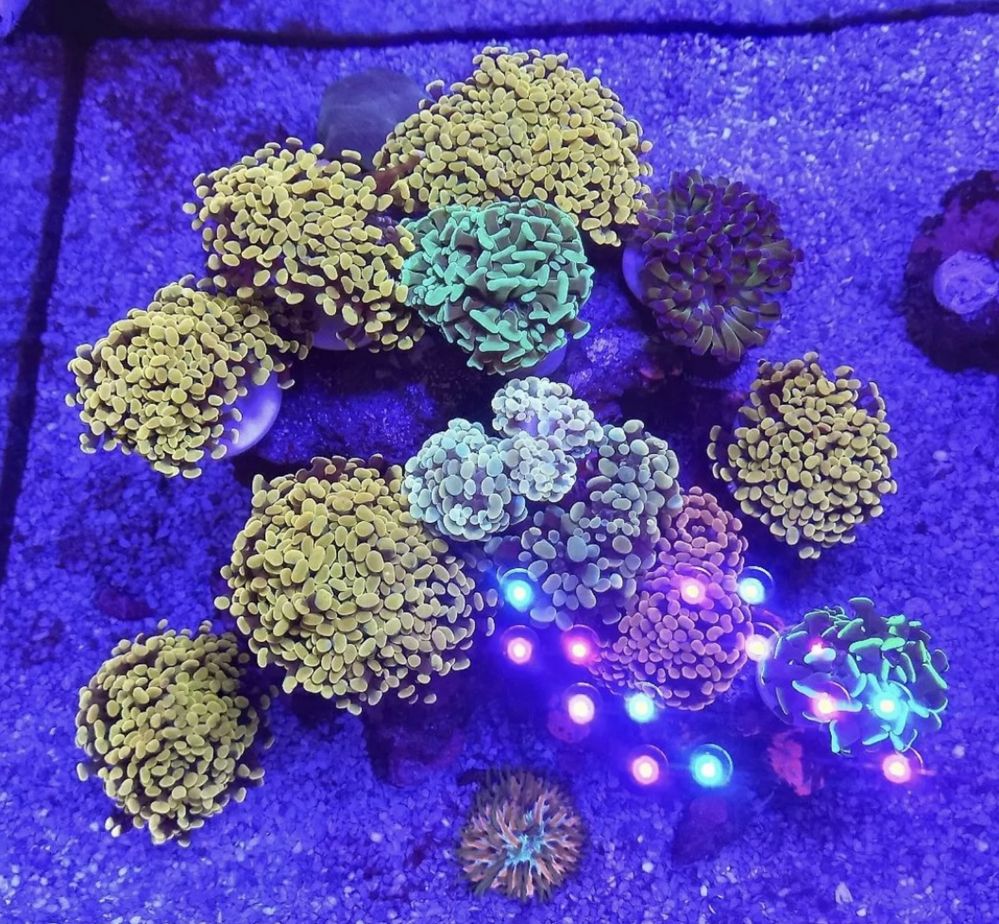 Продам морские кораллы Одесса Морской аквариум