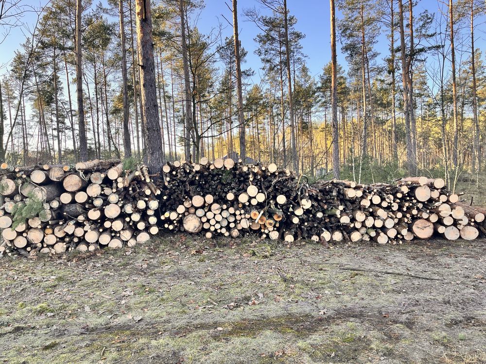 Drzewo sosnowe (drewno sosna opał)