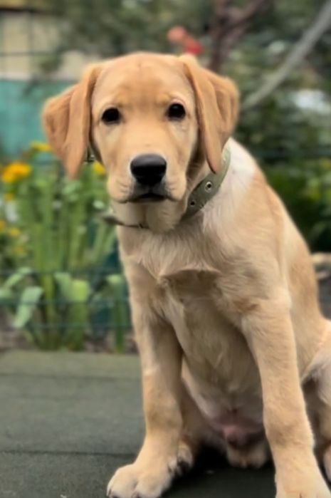 Супер щенки лабрадора