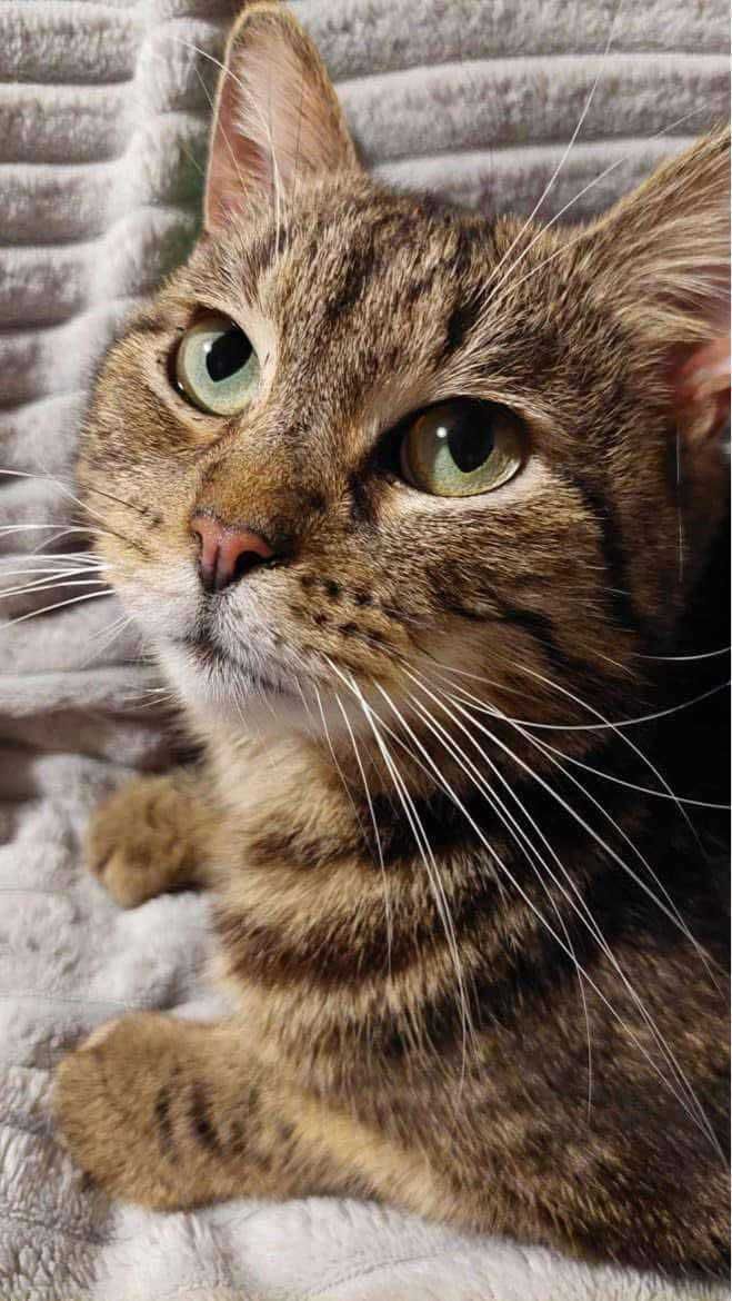 Kocurek do adopcji