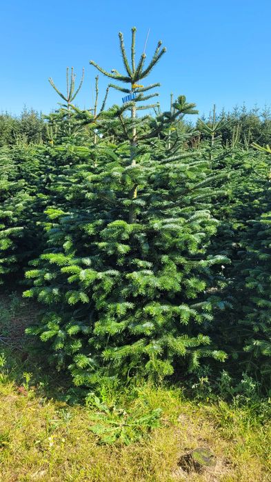 Jodła Kaukaska Cięta 175 - 250 cm/ w donicy 150 - 180 cm- TuChoinki.pl