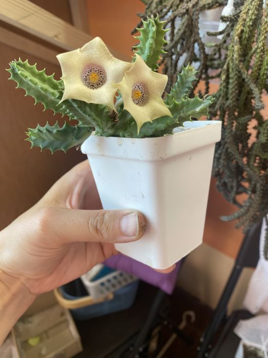 Гуэрния, ластовневые. Гуернія Ольга. Орбея, стапелія