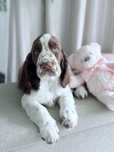 Springer Spaniel Angielski ZKwP FCI