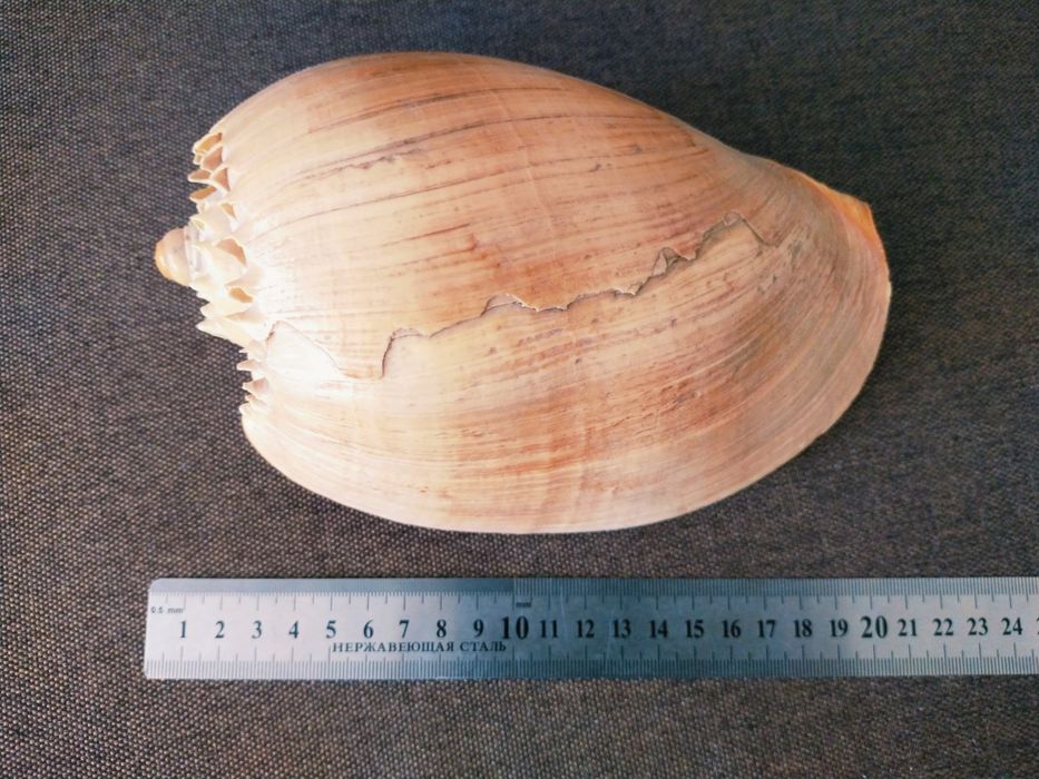 Ракушки ,раковины , морські мушлі