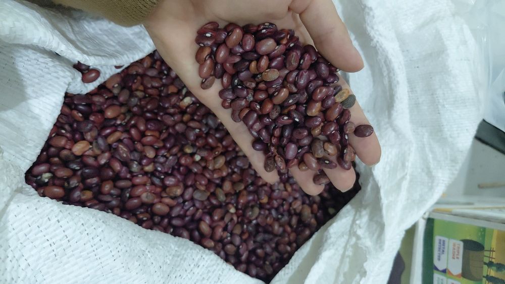 Квасоля Мавка, гречка зелена ,  Сочевиця зелена ,сочевиця  червона