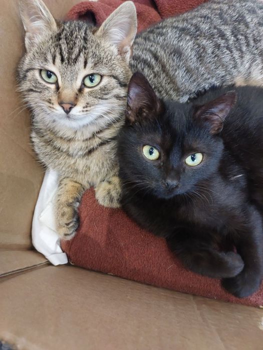 Шерлок та Ватсон  шукають найкращі ручки