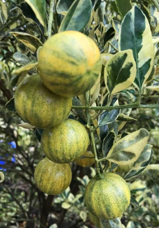 Limoeiro Imperial Variegata o melhor do mundo - Enxertado