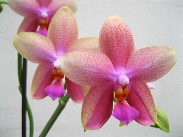 Orquídea - Phalaenopsis liodoro sweet memory (x2) + Orchitop (L)