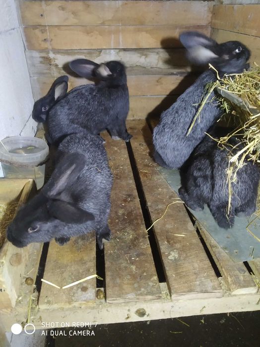 Продам кролі полтавське срібло