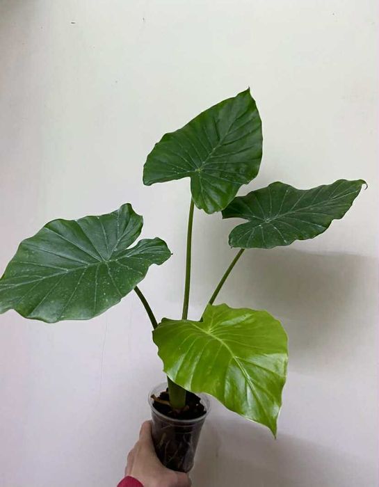 Алоказія Тигрина,ніндзя,гагеаана аурея і лаутербахіана вар, купрея