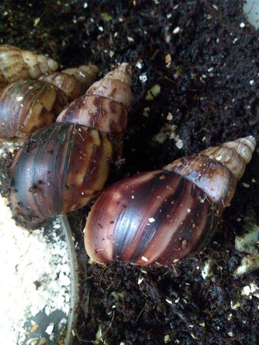 Молодые улитки-ахатины