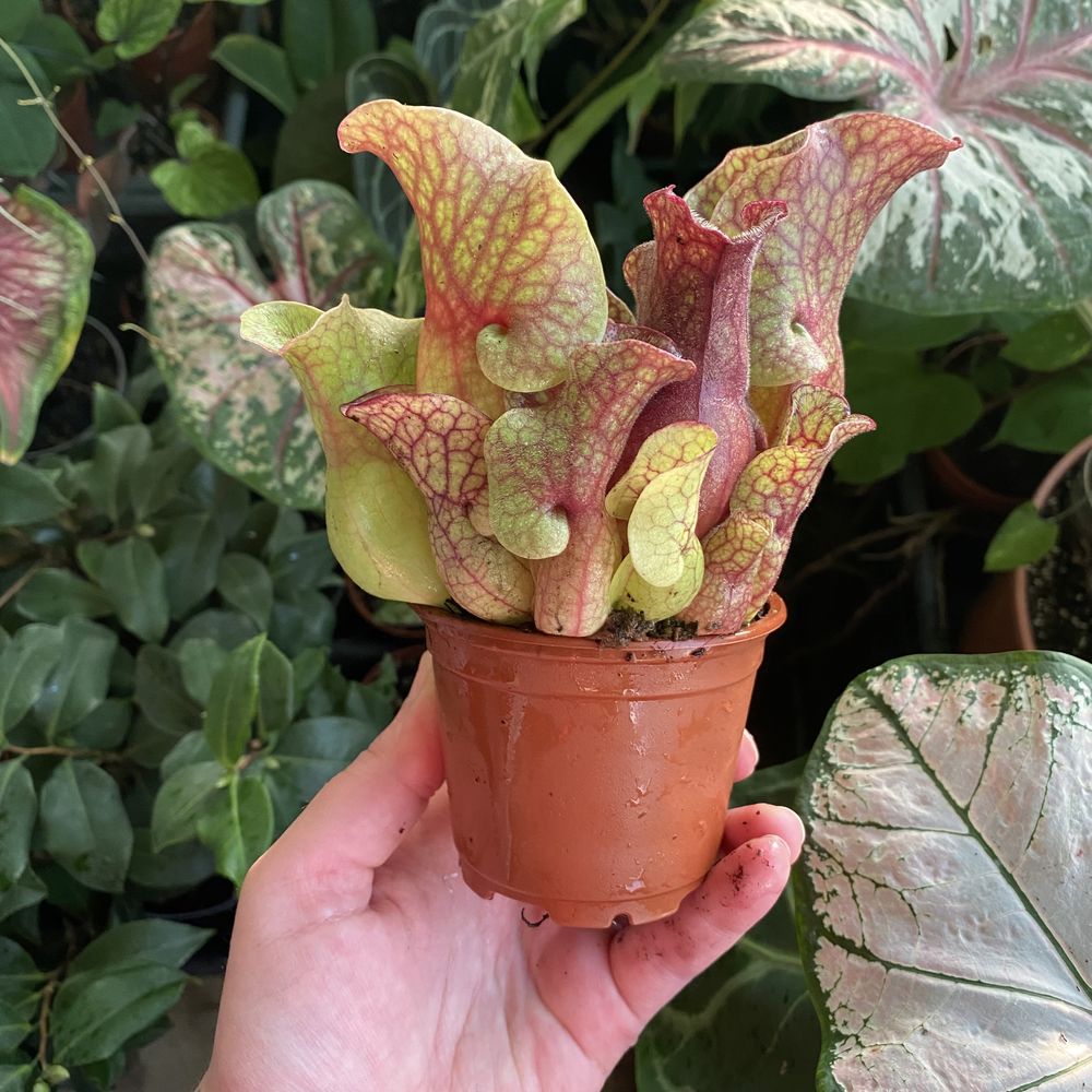 Сарраценія Sarracenia sylwia