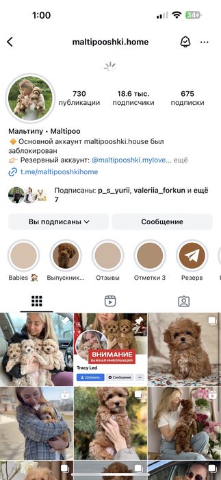 Редбраун темная карамель Мальтипу Ф2 !!!