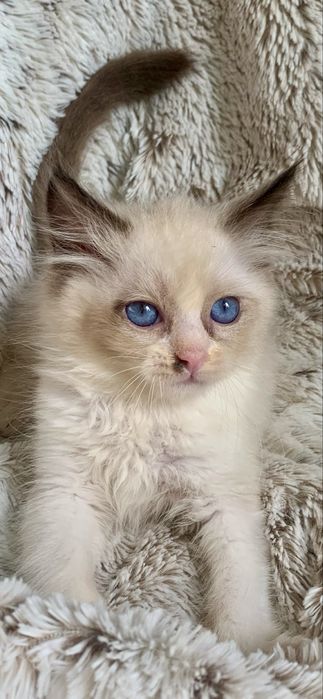 Ragdoll Kocurek Seal Bicolour znak szczegolny