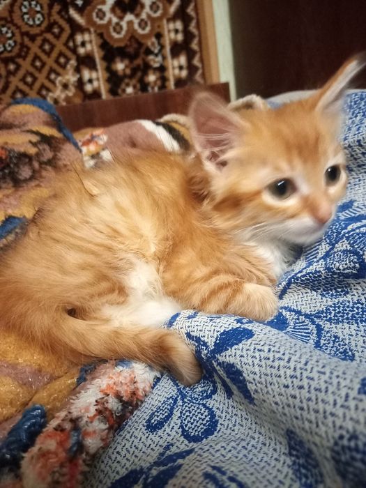 Кошеня руде котик
